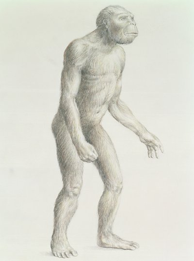 Australopithecus boisei by English School